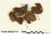 藏品(扭口苔屬)的圖片